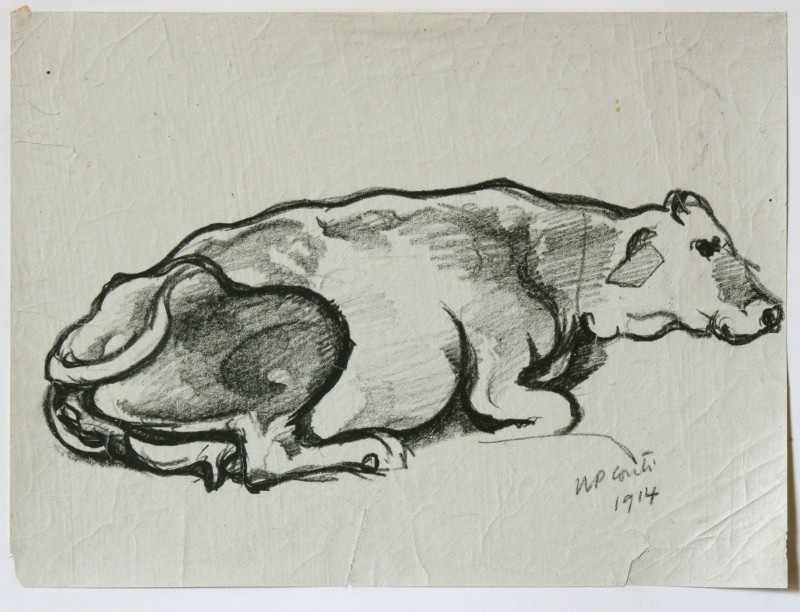 Mucca
