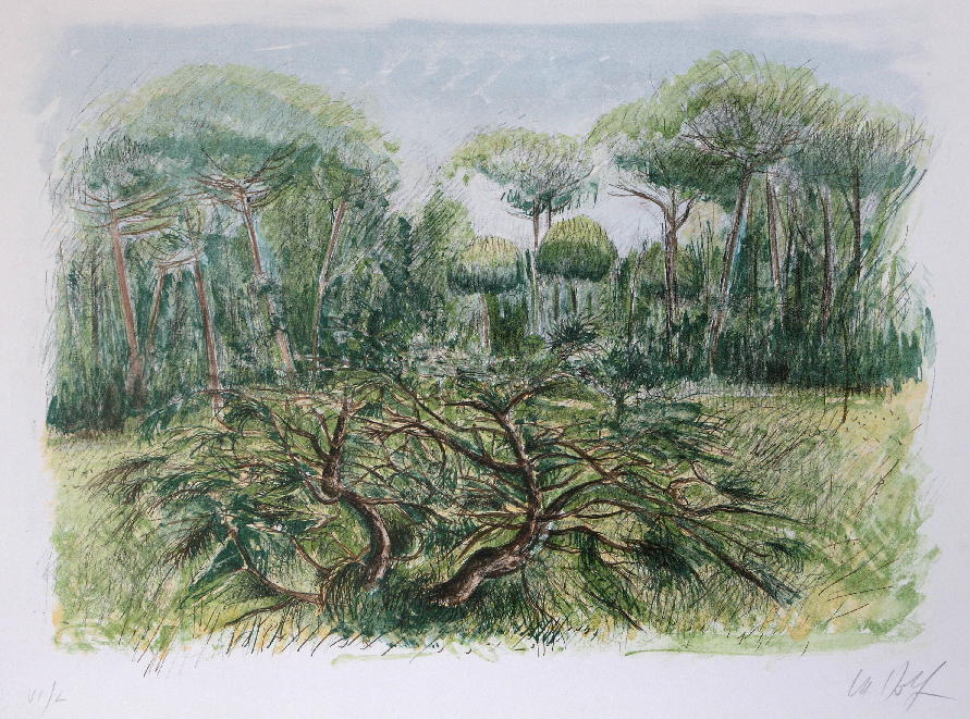 Le Pinete