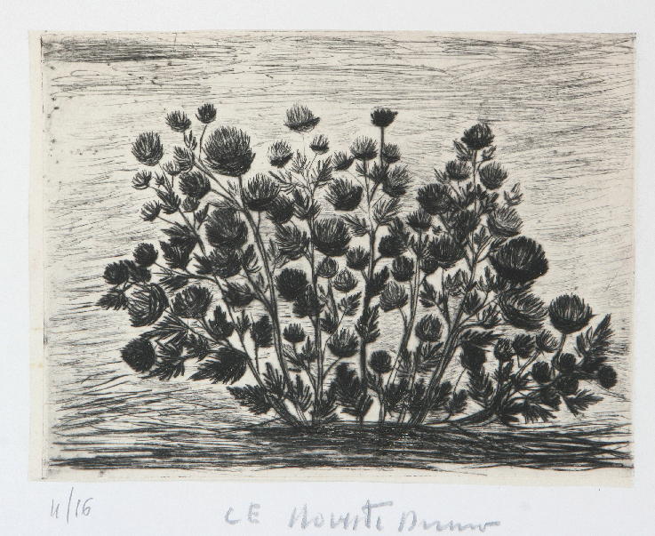 Fiori di campo
