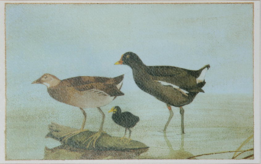 La natura nel parco