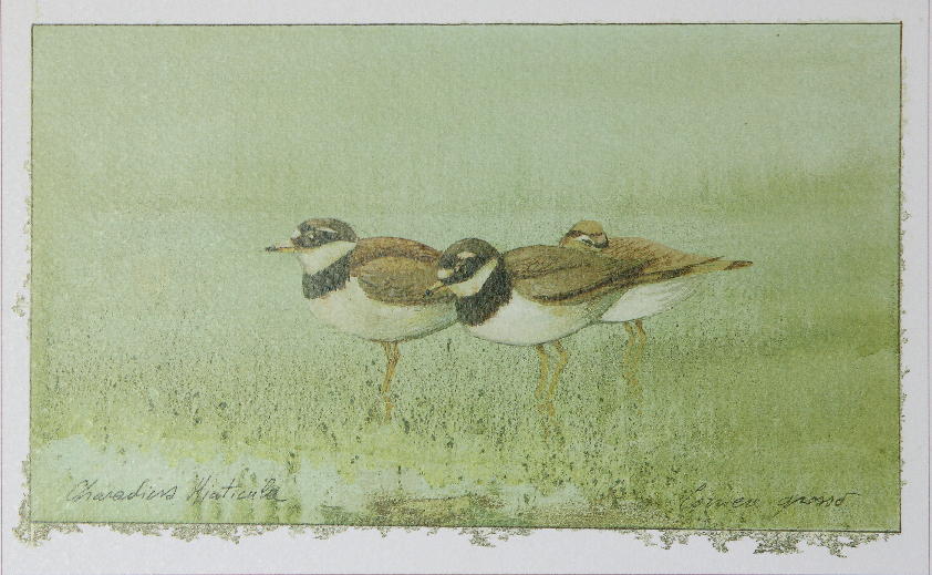 La natura nel parco
