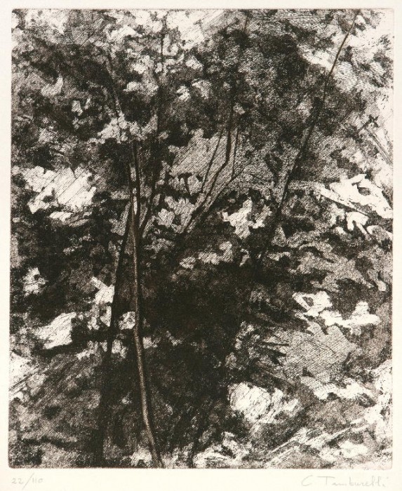 Alberi-sottobosco