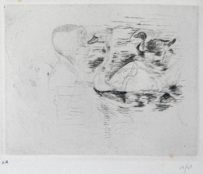 Cygne et canard