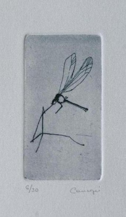 Libellula